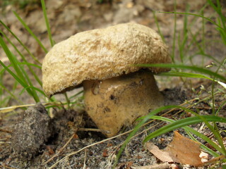 Bluing bolete in the forest