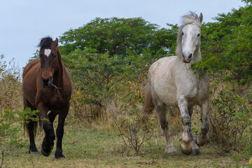 Fototapeta na wymiar Brown and white horses run in the wild