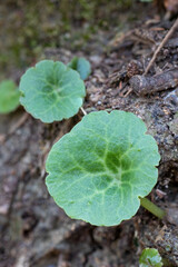 the navelwort (Umbilicus rupestris) leaf edible flowering plant