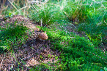 Naklejka na ściany i meble Boletus edulis - an edible fungus grows among the trees in the moss. The boletus has a brown head and a white leg.