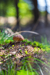 Boletus edulis - an edible fungus grows among the trees in the moss. The boletus has a brown head and a white leg.