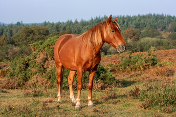 wild sorrel horse standing in the meadow in New Forest