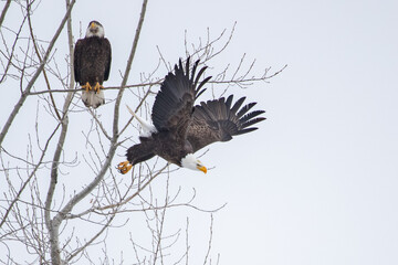 Eagle