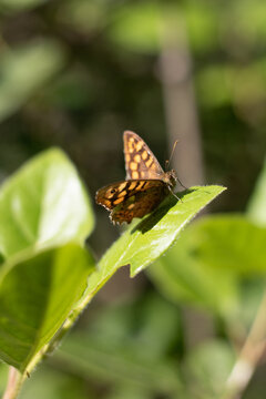Papillon Lasiommata megera (la M&eacute;g&egrave;re ou le Satyre) sur une feuille verte