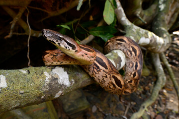 Nördliche Madagaskarboa // Madagascar boa (Acrantophis madagascariensis) 