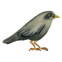 Black raven drawing by watercolor on a white background. Gray bird. Flying bird. Crow.