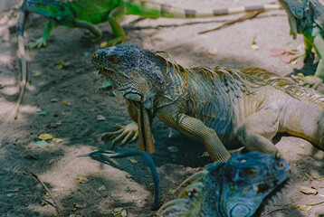 Iguana
