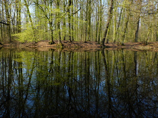 Fototapeta na wymiar Fresh green spring forest and blue sky reflected in calm water of Elbe river