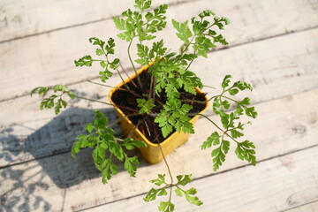 bodziszek cuchnący Geranium robertianum