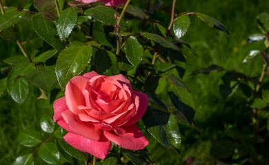 rose in the autumn garden