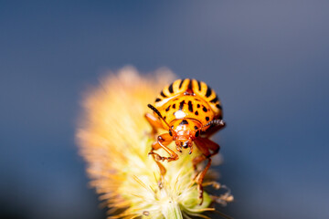 Beetle Leptinotarsa decemlineata, macro frame, sits on the grass against the sky.