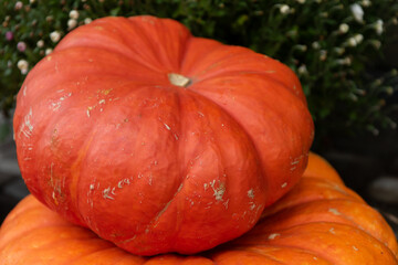 Pumpkins. A composition of bright ripe pumpkins.