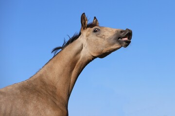 laughing grey horse against the blue sky © Daria