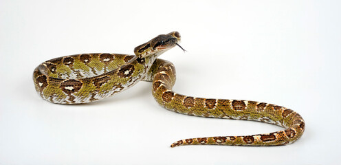 Madagascar boa // Nördliche Madagaskarboa (Acrantophis madagascariensis) 