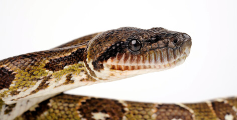 Madagascar boa // Nördliche Madagaskarboa (Acrantophis madagascariensis) 