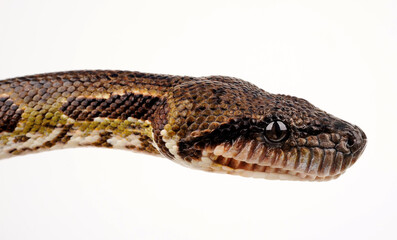 Nördliche Madagaskarboa // Madagascar boa (Acrantophis madagascariensis) 
