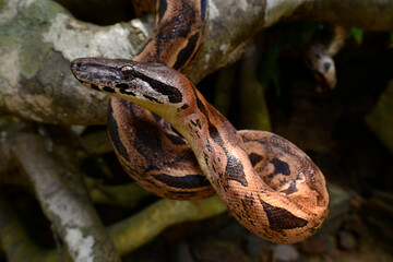Nördliche Madagaskarboa // Madagascar boa (Acrantophis madagascariensis) 