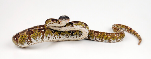 Nördliche Madagaskarboa // Madagascar boa (Acrantophis madagascariensis) 