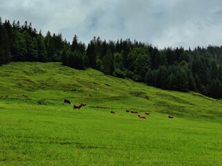 grüne Wiese in den Bergen