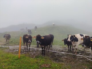 Kühe im Nebel