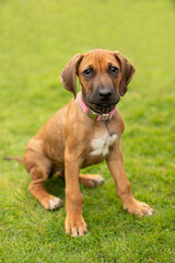 Ridgeback Welpe