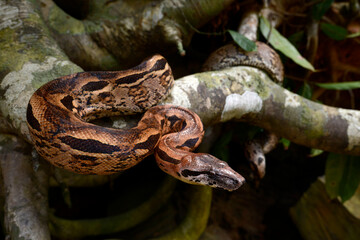 Madagascar boa // Nördliche Madagaskarboa (Acrantophis madagascariensis) 