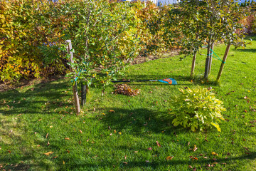 Obraz na płótnie Canvas Beautiful view of cleaning garden from fallen leaves in fall. Autumn landscape. Fall season concept. Sweden.