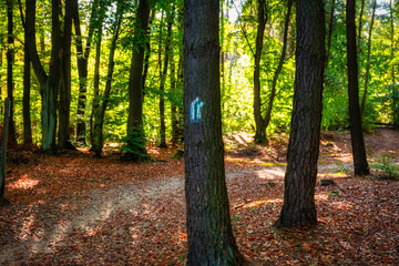Beautiful scenery of a sunny forest during autumn in Poland