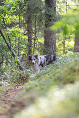 Naklejka na ściany i meble Blue merle shetland sheepdog standing in green pine forest.