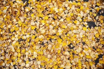 autumn leaves background