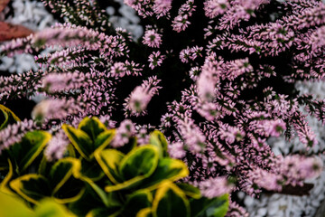 Closeup of beautiful pink calluna flowers