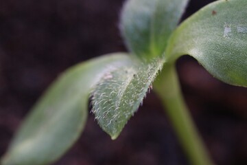 Sunflower sprout