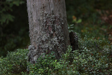 Close-up photo of old forest tree details with a lovely bokeh. Photo taken on a cloudy overcast summer day.