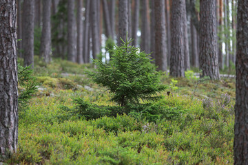 Beautiful pine tree growing in the middle of larger and older trees in forest.