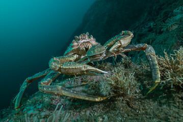 crabs