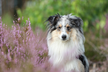 Close up photo of blue merle shetland sheepdog sheltie dog portrait photo in forest near blooming heathers.