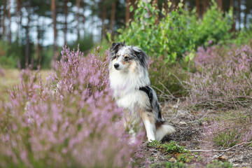 Close up photo of blue merle shetland sheepdog sheltie dog portrait photo in forest near blooming...