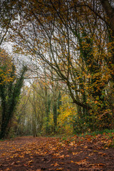 Fototapeta premium Walking path through the autumn