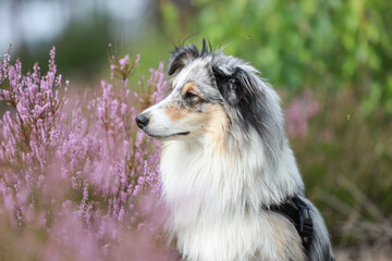 Close up photo of blue merle shetland sheepdog sheltie dog portrait photo in forest near blooming...
