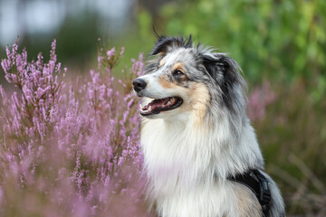 Close up photo of blue merle shetland sheepdog sheltie dog portrait photo in forest near blooming...