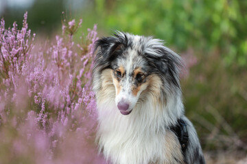 Close up photo of blue merle shetland sheepdog sheltie dog portrait photo in forest near blooming...