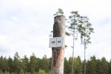 Number sign on a old cutted tree in forest.