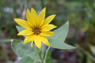 Jerusalem Artichoke Sunflower 01