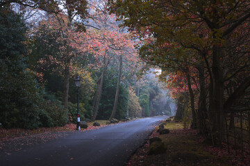 Autumn alley in a park, Sutton Coldfield, UK
