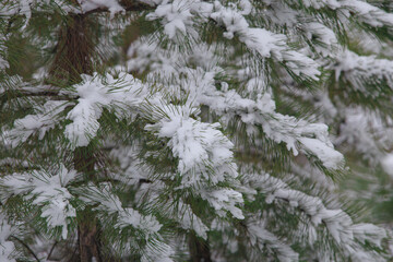 Pine tree branches covered with snow on a frosty, overcast winter day