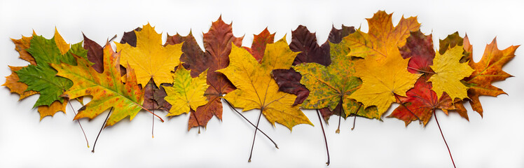 Fototapeta premium Colorful autumn background. Colorful maple leaves close up. leaves background.
