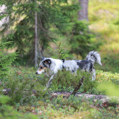 Fototapeta premium Blue merle shetland sheepdog standing in green pine forest.
