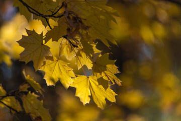 Naklejka na ściany i meble Beautiful autumn leaves on a tree in the park, close-up.