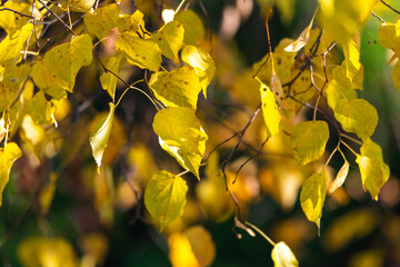 Beautiful autumn leaves on a tree in the park, close-up.