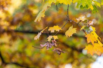 Beautiful autumn leaves on a tree in the park, close-up.
